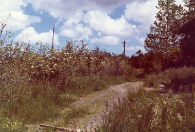 Photograph, Livermore's Orchard