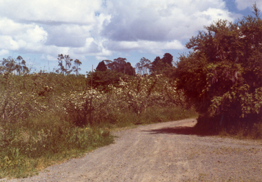 Photograph, Livermore's Orchard