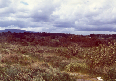 Photograph, Livermore's Orchard