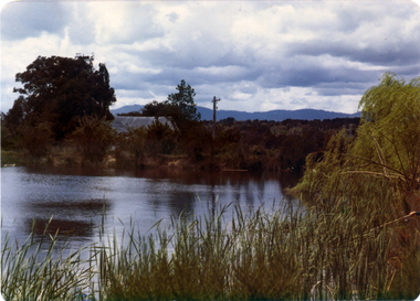 Photograph, Livermore's Orchard
