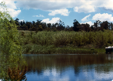 Photograph, Livermore's Orchard