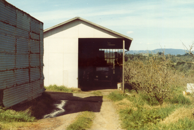 Photograph, Livermore's Orchard