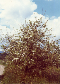Photograph, Livermore's Orchard
