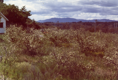 Photograph, Livermore's Orchard