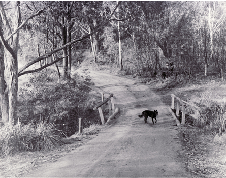 Black and white photo of  bridge over Deep Creek Road, Mitcham with a dog crossing.