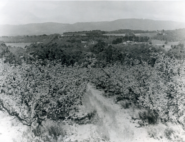Photograph, Livermore's Orchard