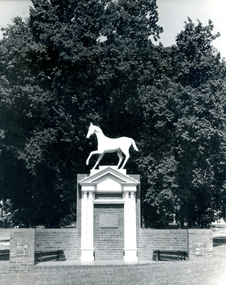 Photograph, White Horse