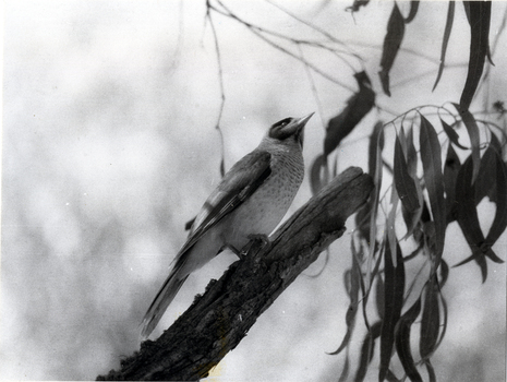 Noisy Miner taken at Blackburn Lake Sanctuary in 1977