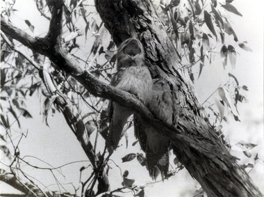  Tawny frogmouths at Blackburn Lake Sanctuary in 1975.