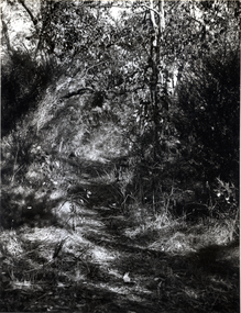 Black & white photo of Wandinong Sanctuary, Canterbury Road Blackburn. Sanctuary donated to Council by the Hookes.
