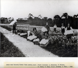 Photograph, Harvesting Daffodils - Adult Deaf Society, 1910