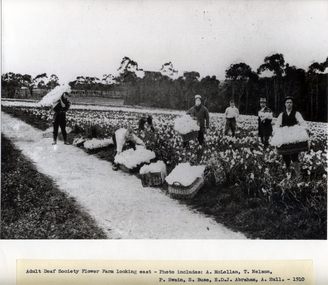 Black & white photo of men picking flowers at Adult Deaf Society Flower Farm. 