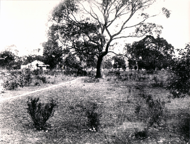 Black & white photo of Game's Paddock, cnr. Glen Ebor Avenue & Game Street Blackburn.  Shows houses and tree.