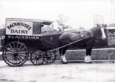 Black & white photo of Len Blood and 'Backhouse Dairy' cart.'Bonnie' & milkman,