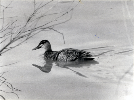 Black and white photo of black duck on Blackburn Lake.