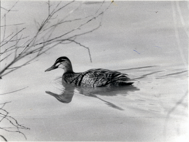 Photograph, Black Duck on Blackburn Lake, 1977
