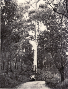 Photograph, Bush Scenes in Mitcham