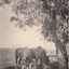 Black and white photo of two horses, thought to be at Blackburn Adult Deaf Society.