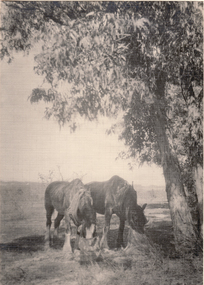 Black and white photo of two horses, thought to be at Blackburn Adult Deaf Society.