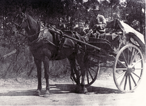 Black and white photo of Edward Charles on Barelli's Baker's Cart delivering bread c1940. Horse and cart delivery continued by Barelli's until early 1950's.
