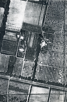 Poor photo copy of black and white photo of Aerial View of Matheson Orchard 'Strathdon', Springvale Road , Forest Hill.