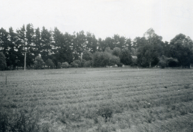 Photograph, Flower Farm, 1971