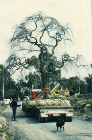Photograph, Weeping Elm