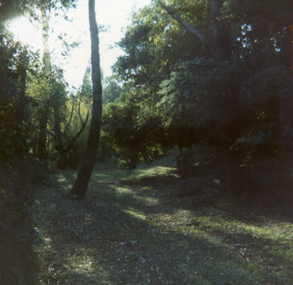 Photograph, Old Creek Bed in Nethercote Homestead Grounds, C.1984