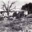 Black and white photo of ploughing on  'Harwood' a home at 17 - 21 Junction Road Blackburn. Home is believed to be wrongly described as the Slater home. 