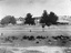 Framed Black and White Photo of Whitehorse Road, Mitcham