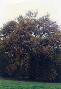 Photograph, Weeping Elm Tree at Campbell's Croft