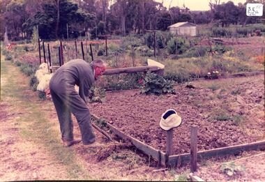 Coloured photo of Nunawading Community Gardens.