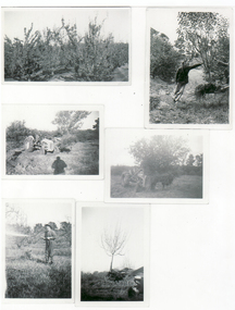Six photos of Ronald Harry Pearce in his orchard on Corner of Williams and Springfield Roads, North Blackburn. 