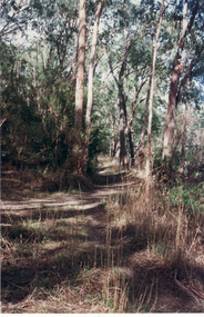 Photograph, Path at Mullum Mullum Reserve, 1997