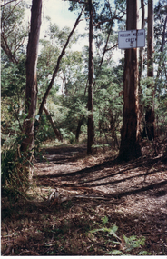 Photograph, Path along Mullum Mullum Creek, 1997