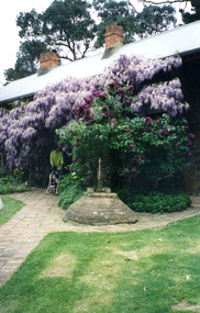 Photograph, Wisteria Party 1997, 1997