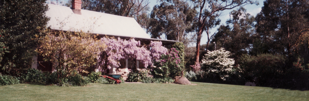 Schwerkolt Cottage with the wisteria in bloom.