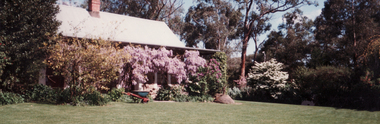 Schwerkolt Cottage with the wisteria in bloom.