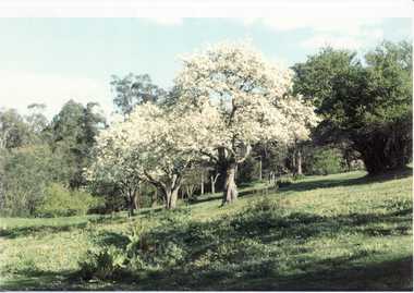 Photograph, Back Paddock Schwerkolt Cottage