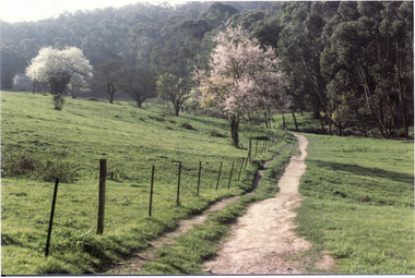 Photograph, Path along Back Paddock