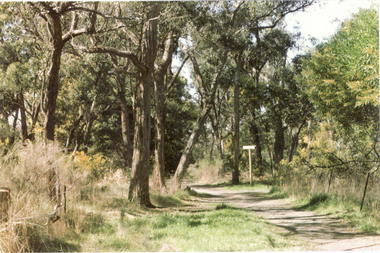 Showing the trees etc on a track to Blackburn Lake.