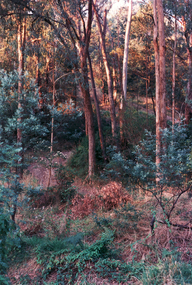 Photograph, Bushland Yarran Dheran