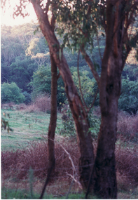 Photograph, Yarran Dheran