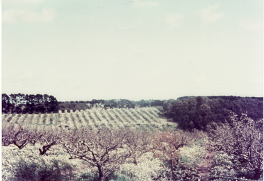 Photograph, Orchards