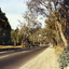 Canterbury Road, Vermont,  in 1967 showing one lane road and heavily treed verge.