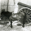 Ronald Erikson as a child, seated on a pony C.1905.
