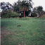 Palm Tree on original Schwerkolt Family Homestead