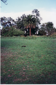 Palm Tree on original Schwerkolt Family Homestead