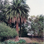 Palm Tree on original Schwerkolt Homestead land, abutting Schwerkolt Cottage Reserve.