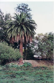 Palm Tree on original Schwerkolt Homestead land, abutting Schwerkolt Cottage Reserve.